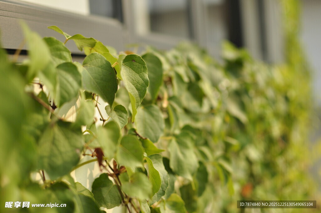 绿叶藤蔓攀附建筑墙面