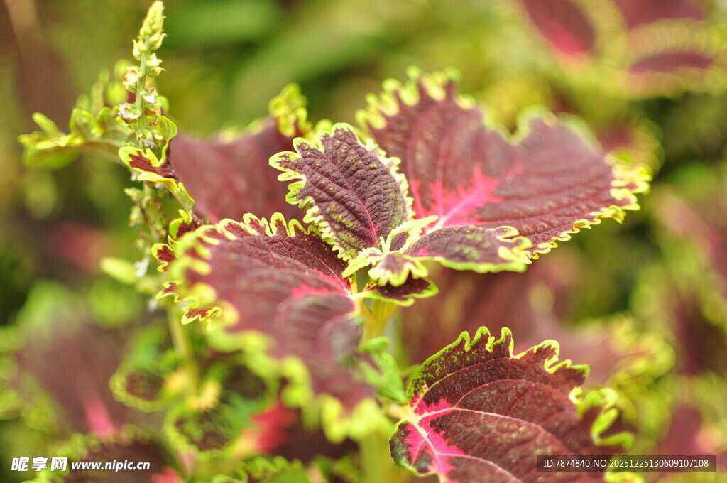 多彩斑斓的彩叶草叶片