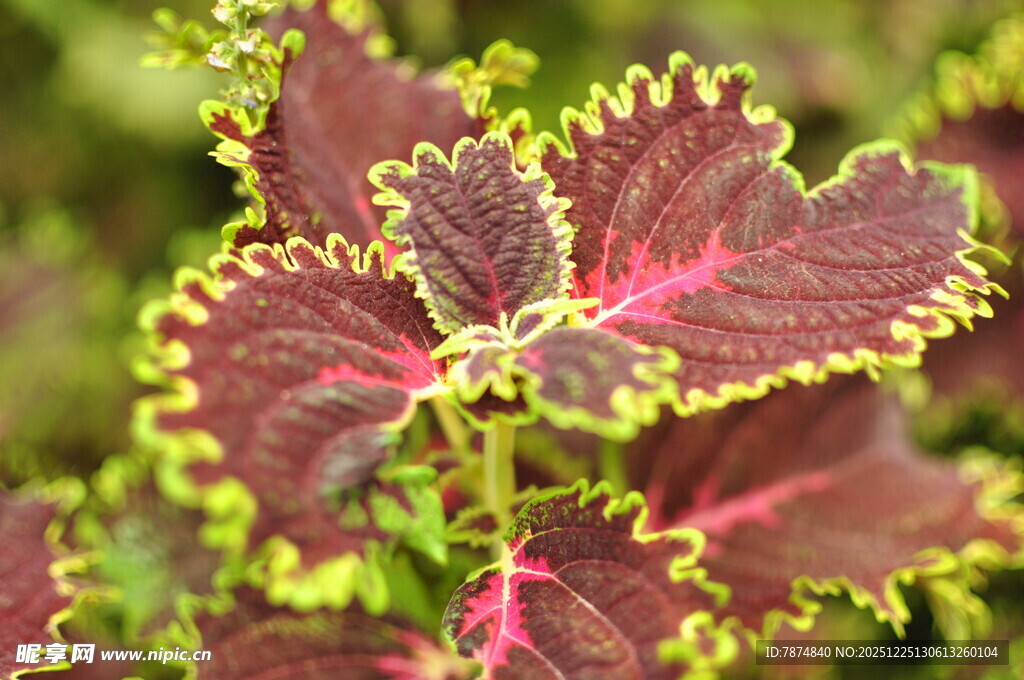 彩边紫苏植物特写