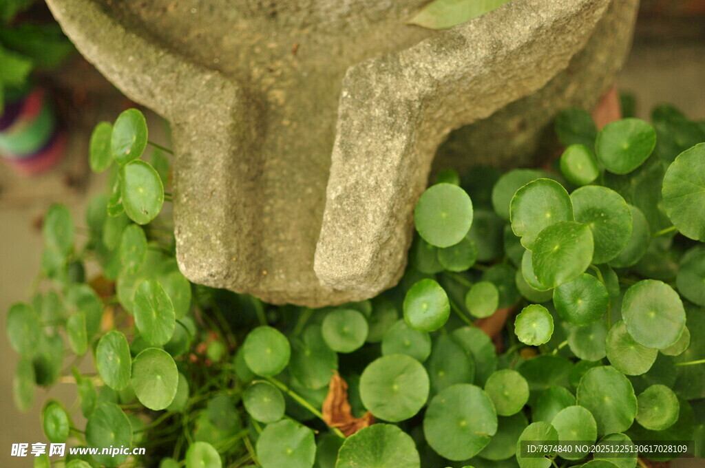 石兽旁的翠绿多肉植物