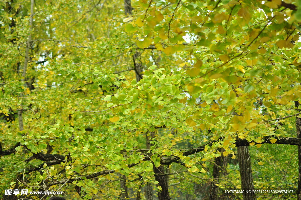 翠绿树林 尽显自然生机