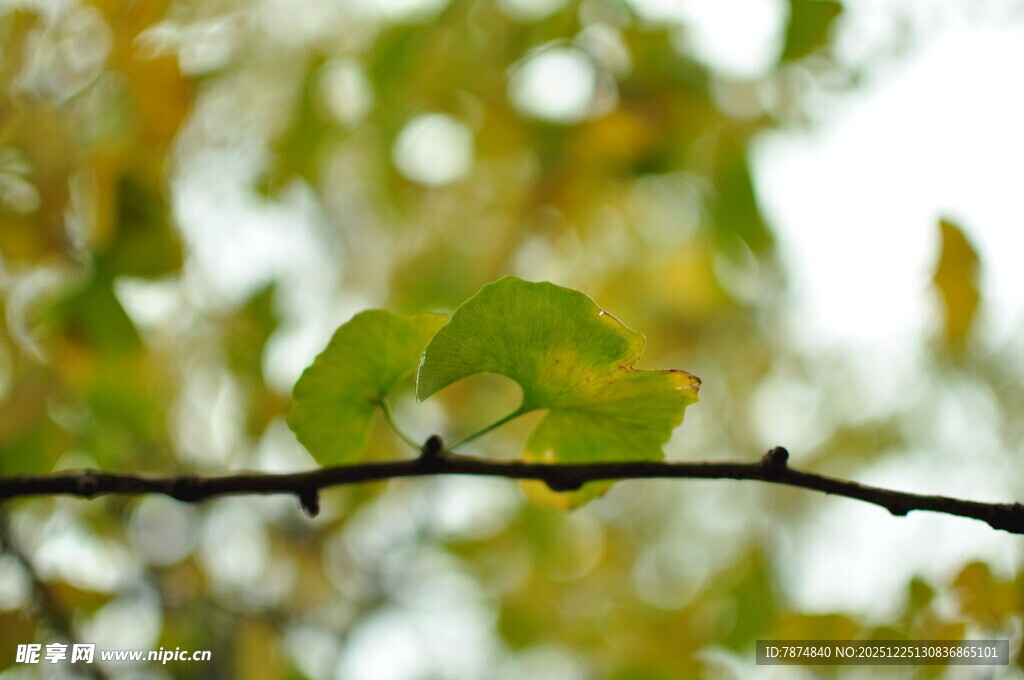 枝头绿叶 秋意初显