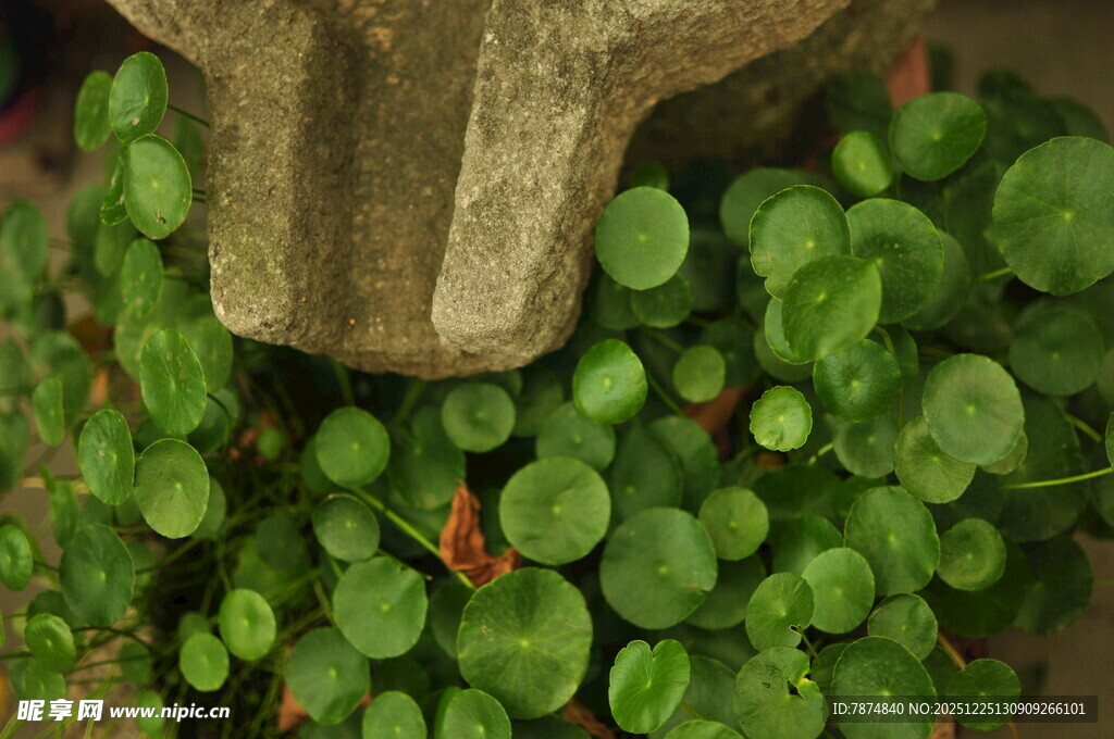 绿植中的古朴物件