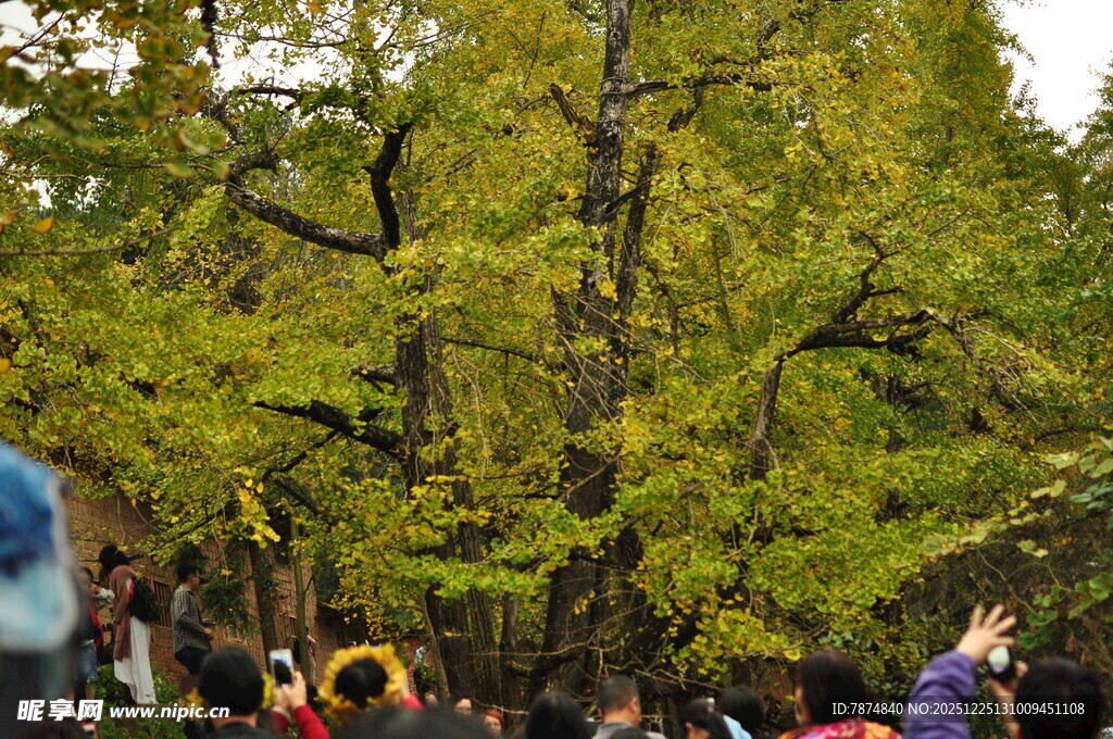 秋日银杏下的热闹场景