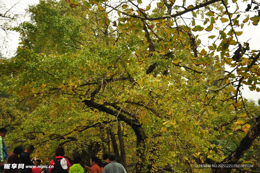 秋日林间漫步景象