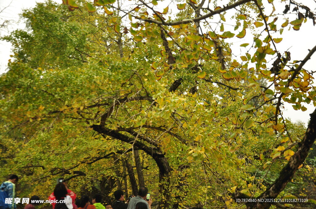 秋日赏景的人群与金黄树木