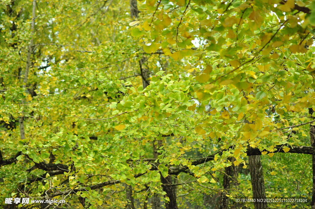 翠绿繁茂的树林景观