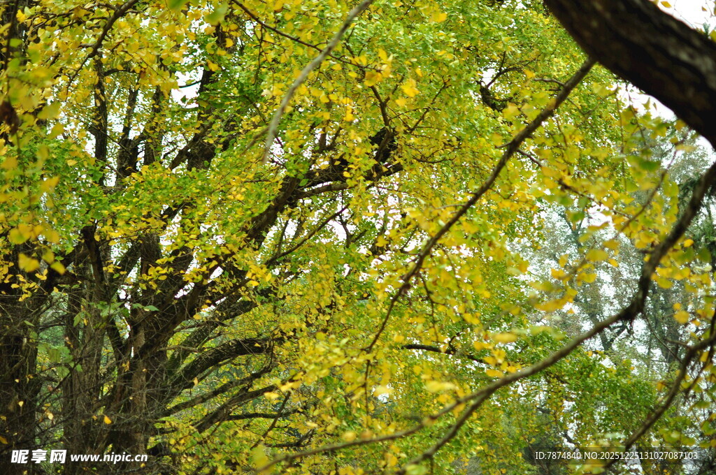 秋日繁茂的绿树景观