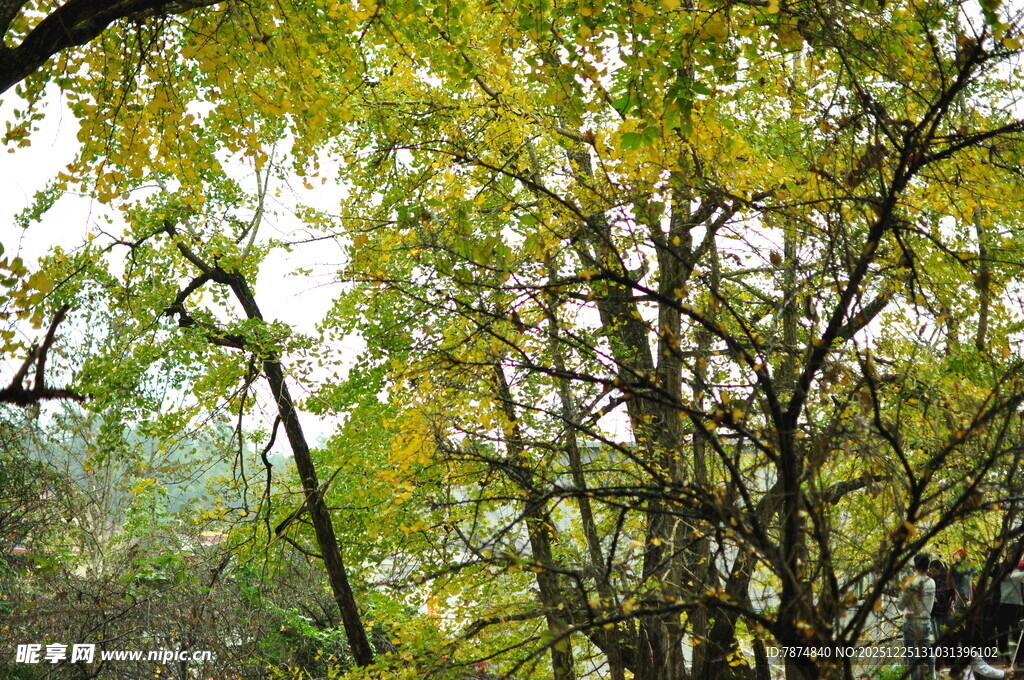 翠绿繁茂的树林景象