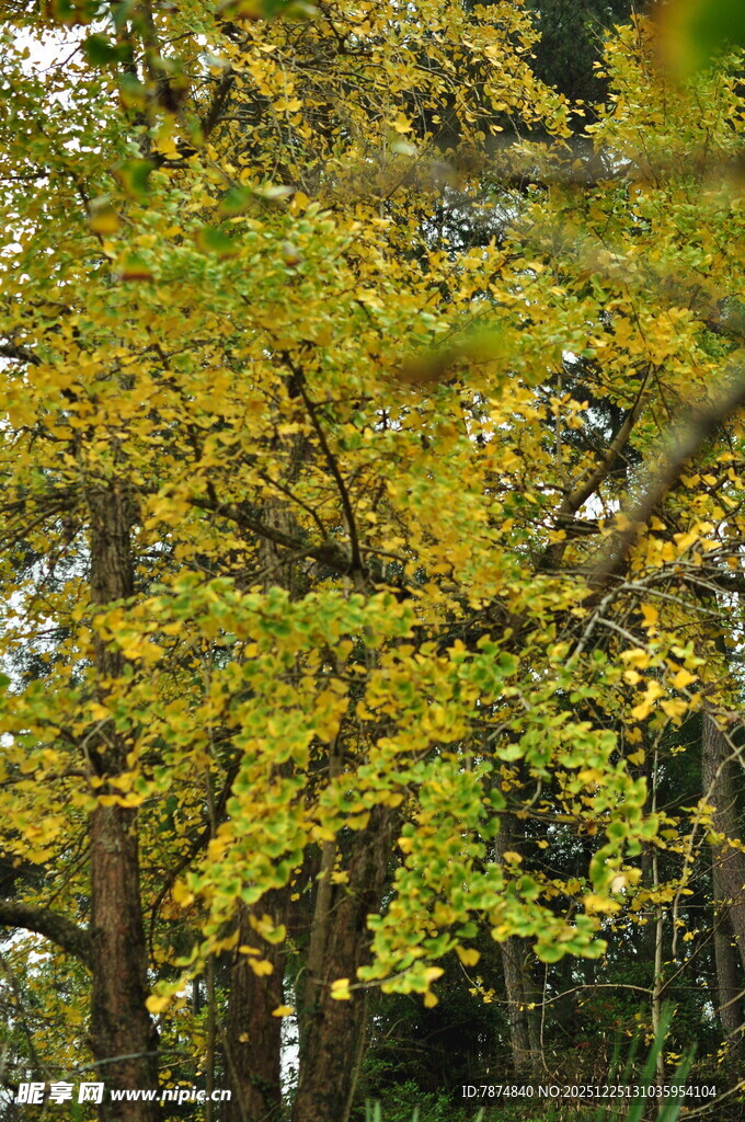 秋日金黄树叶的繁茂树冠