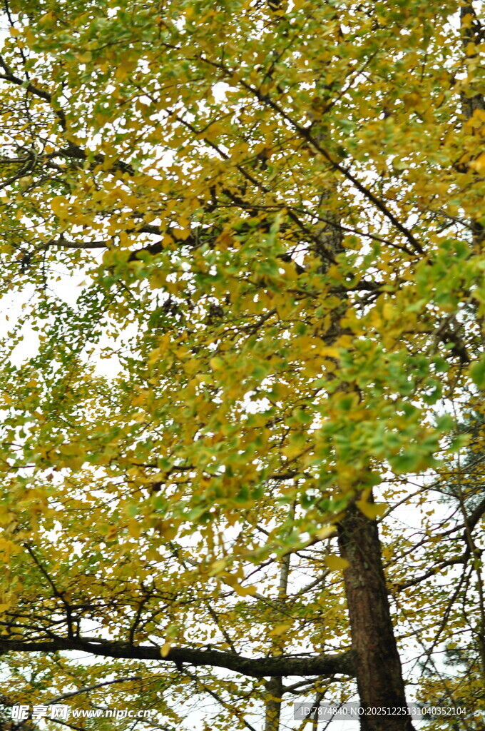 秋日银杏树叶繁茂景象
