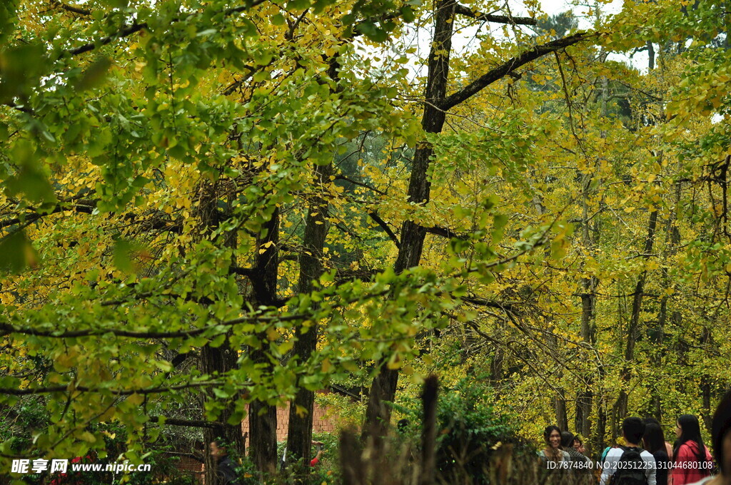 秋日银杏林游人漫步