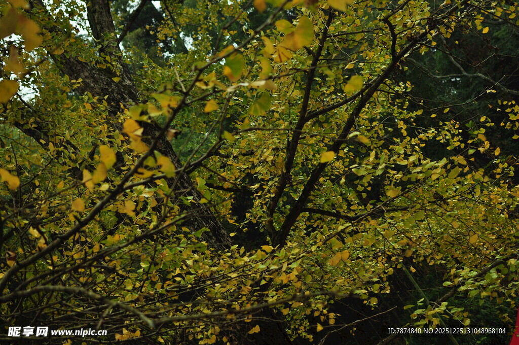 秋日繁茂枝叶景观