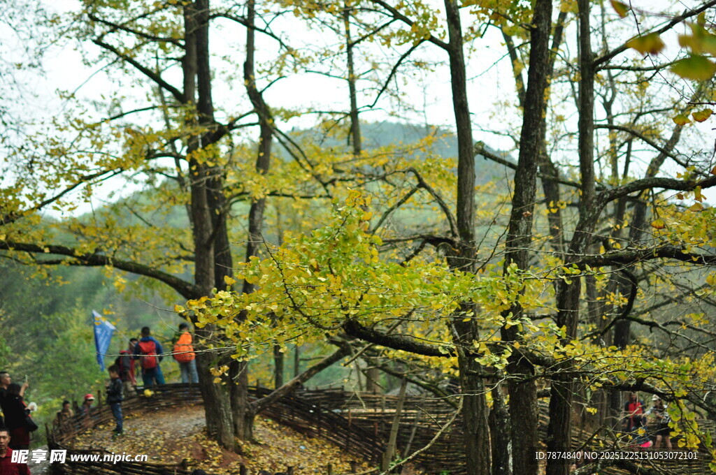 秋日山林徒步景象