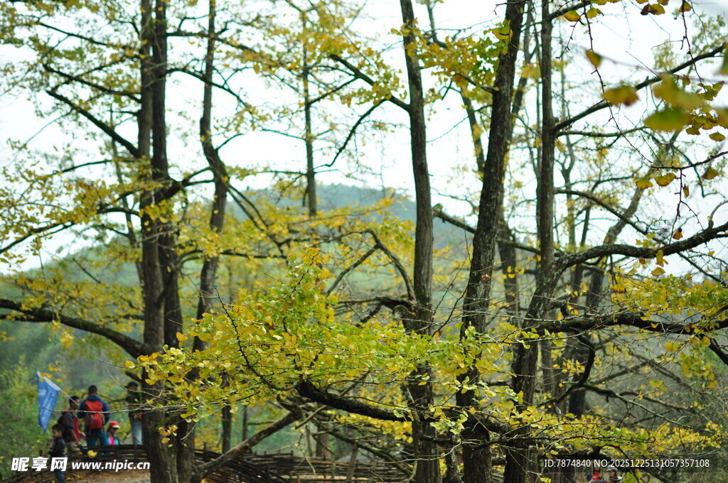 秋日山林中的金黄树木