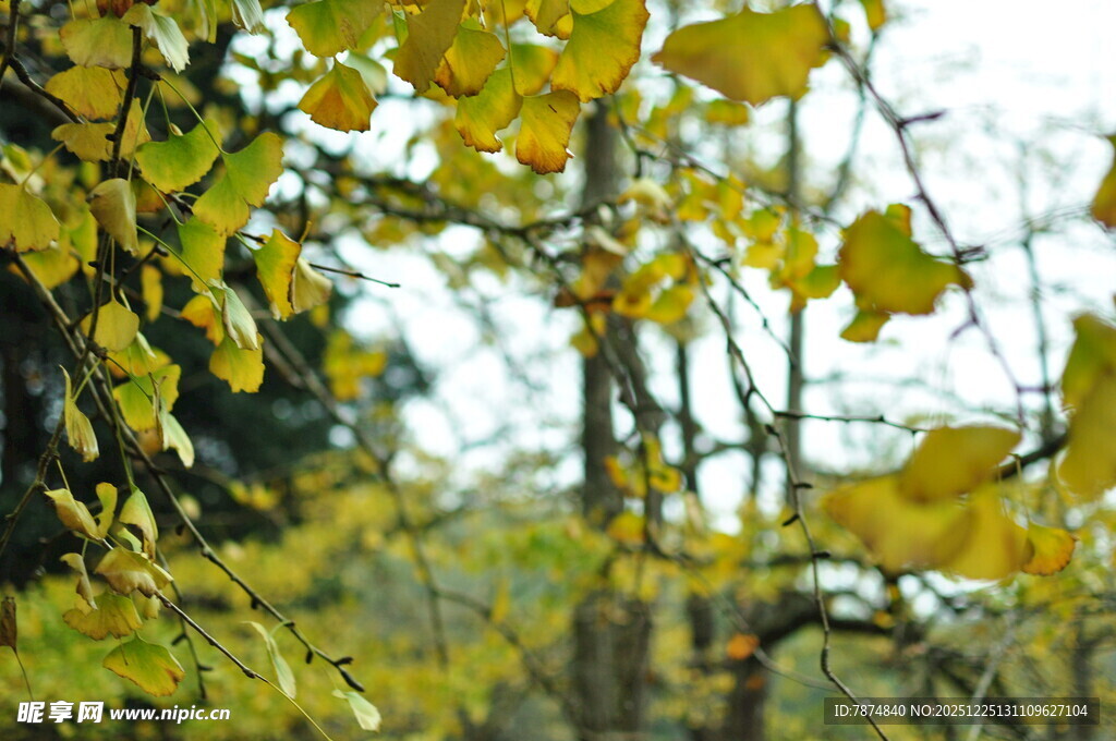 秋日银杏枝叶景致