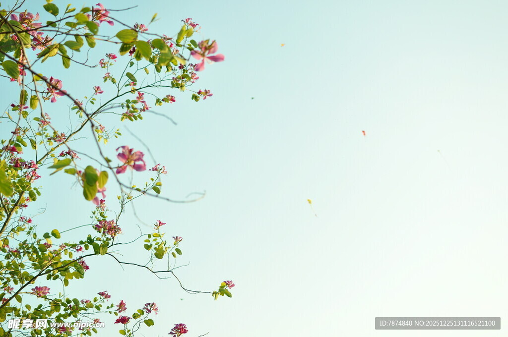 枝头繁花映蓝天