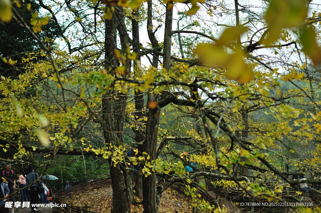 秋日银杏林美景