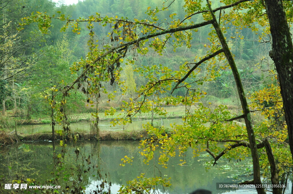 湖畔秋景 树枝低垂映绿水