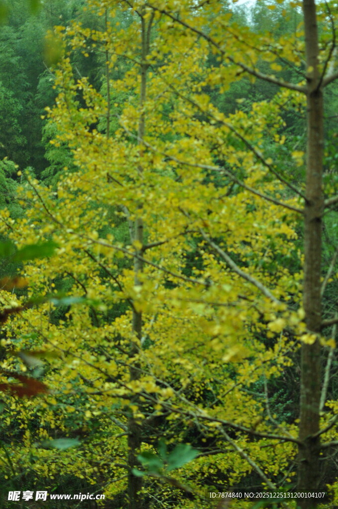 金黄枝叶的繁茂树林