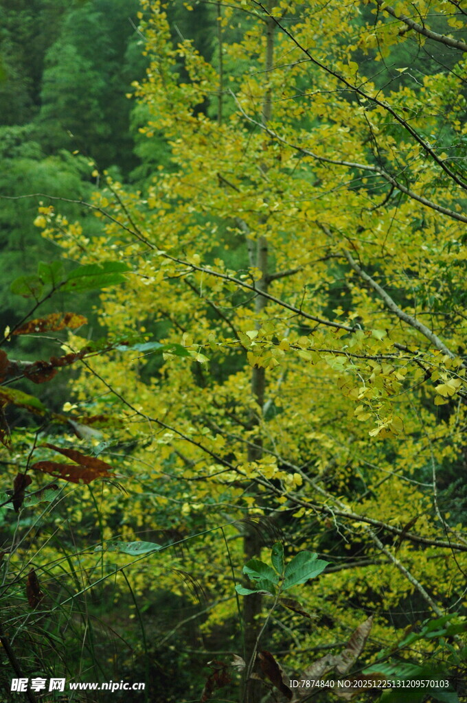 金黄树叶的生机景象