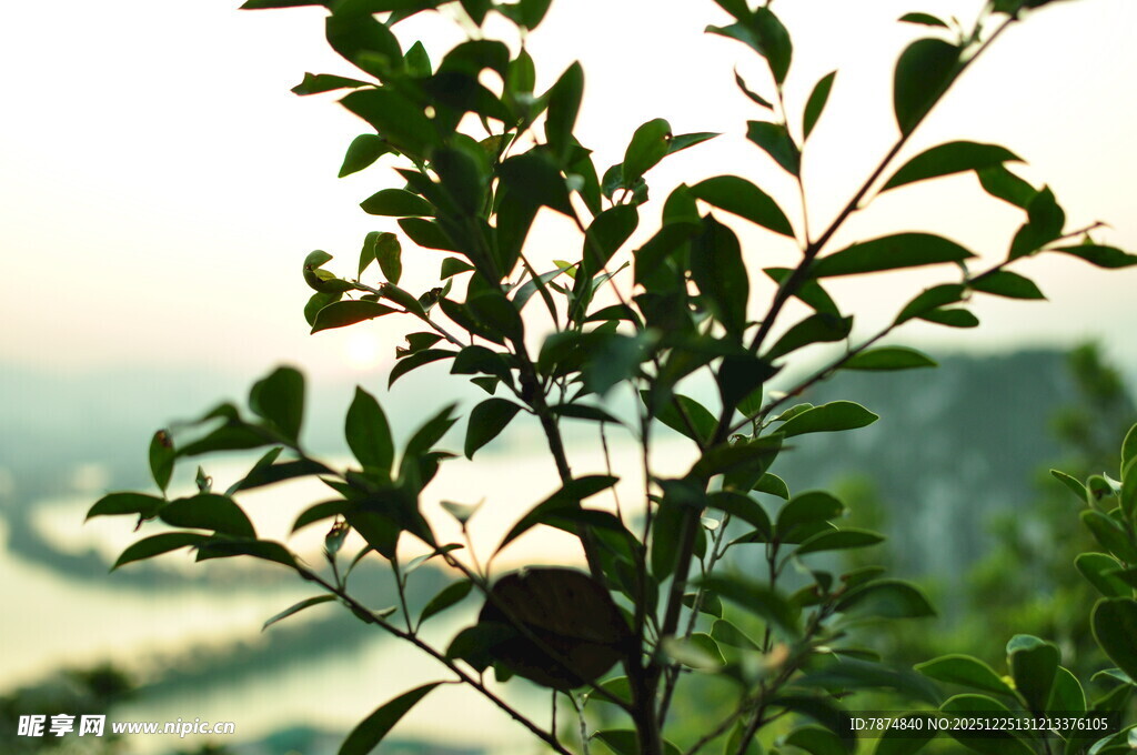 绿叶枝头 远山朦胧之景