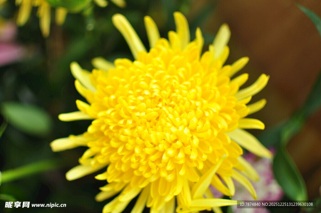 黄色绒球菊花特写