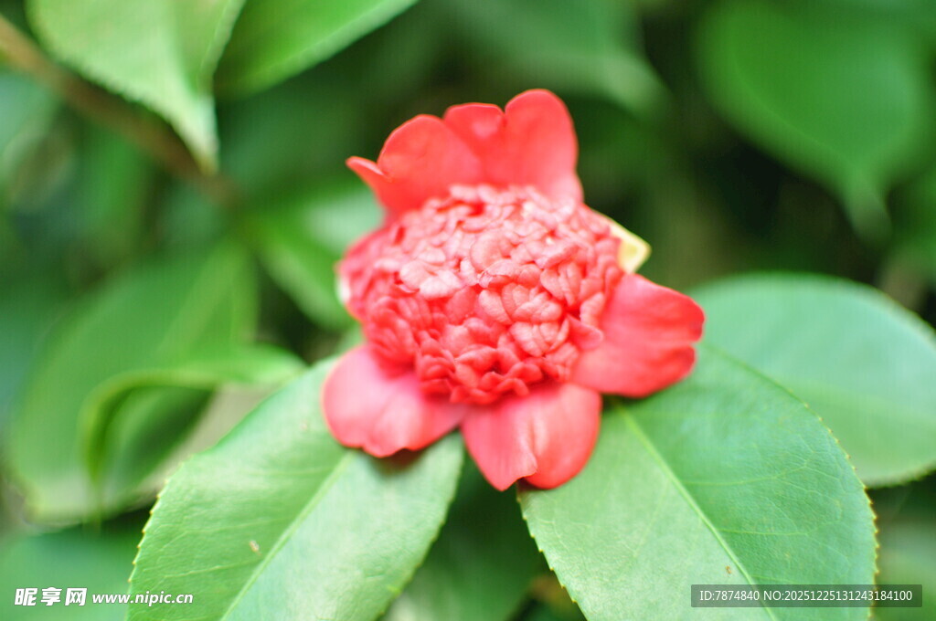 娇艳红色花朵与绿叶相伴