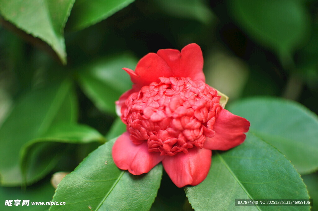 娇艳红花绽放绿叶间