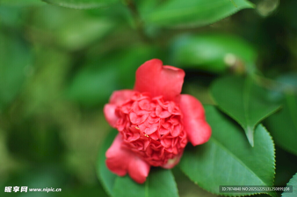 娇艳红花绽于绿叶间