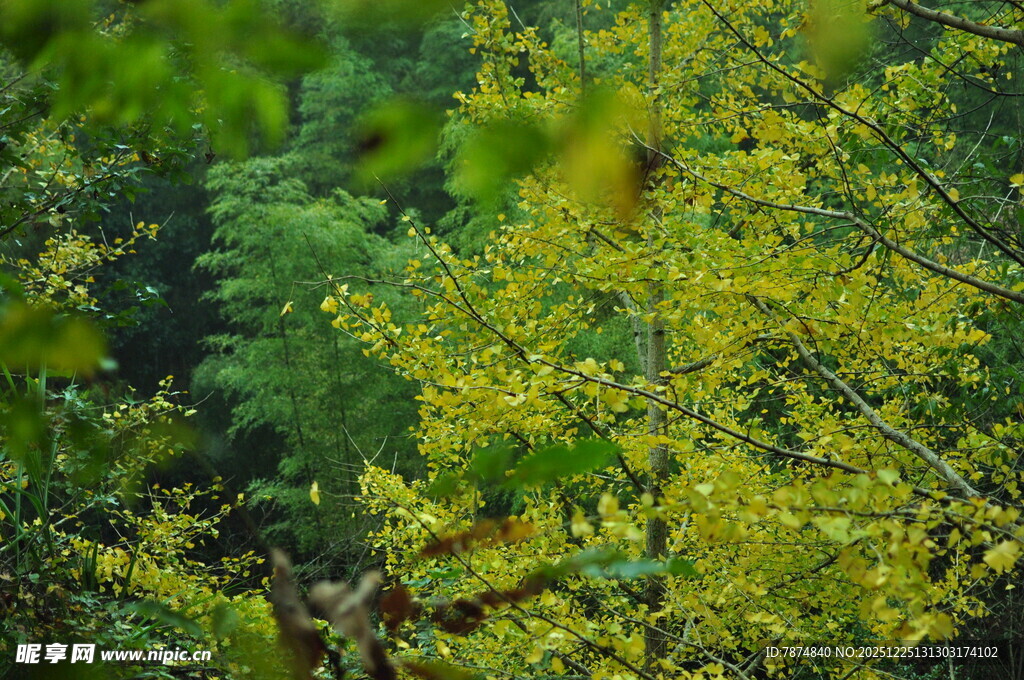 翠绿林间的金黄树叶