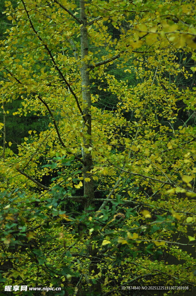 秋日繁茂绿树景象
