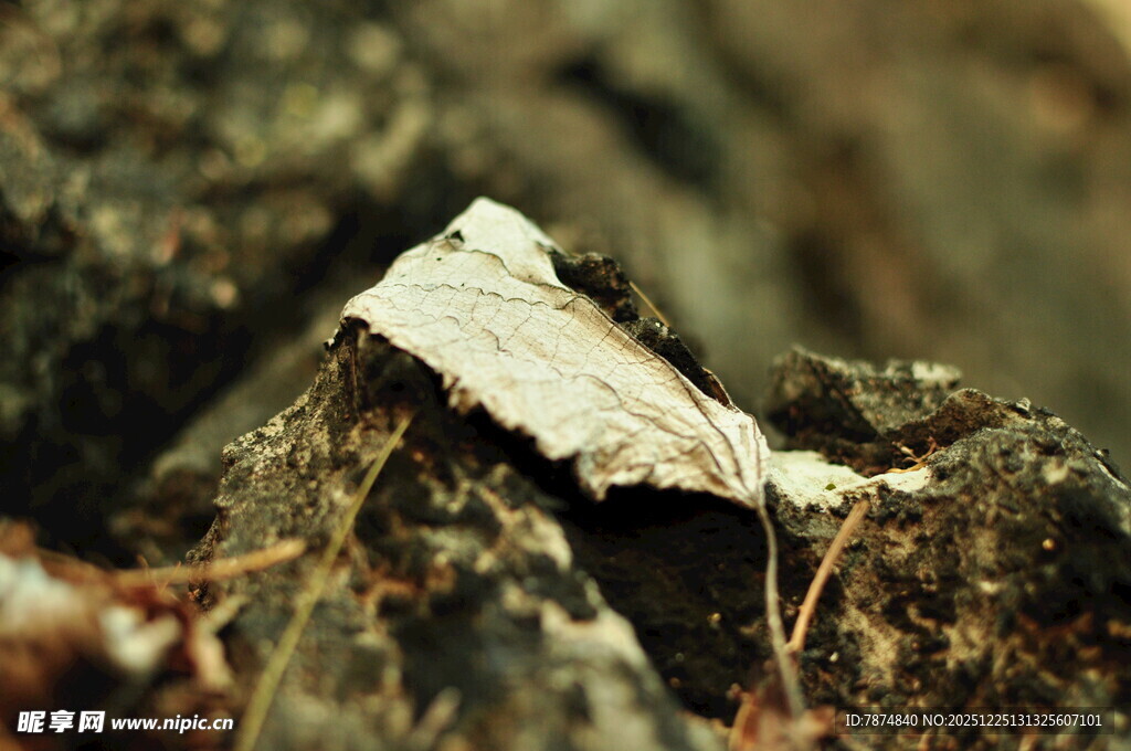 枯叶卧于石间