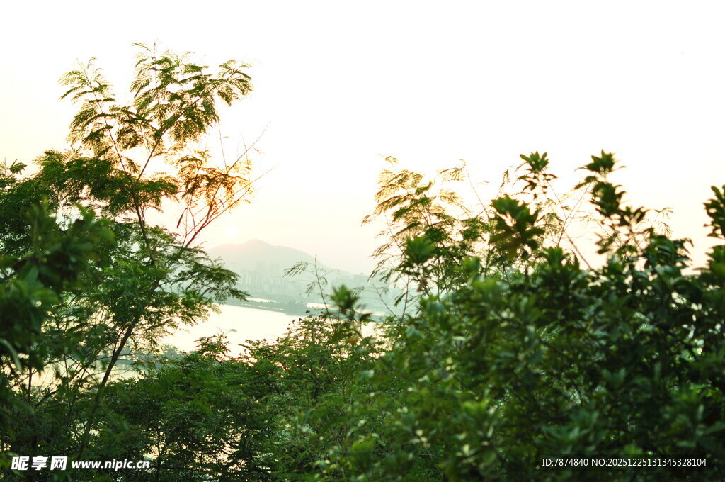 阳光下的葱郁绿植