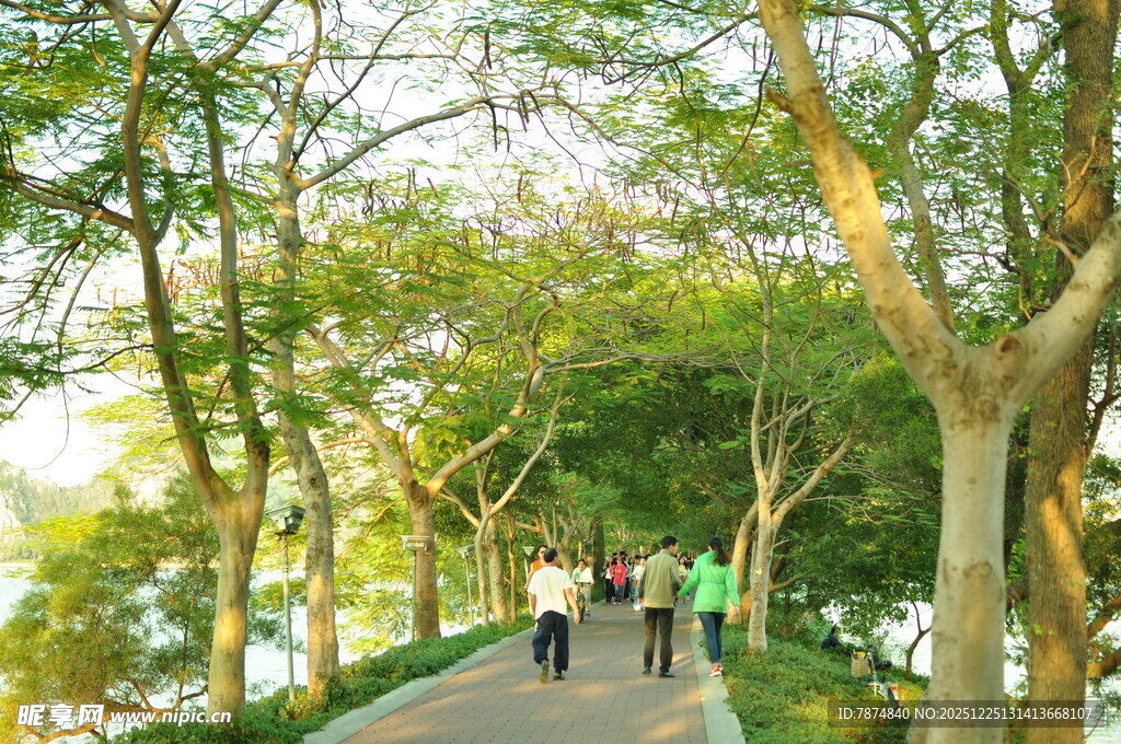 林间漫步道上的休闲行人