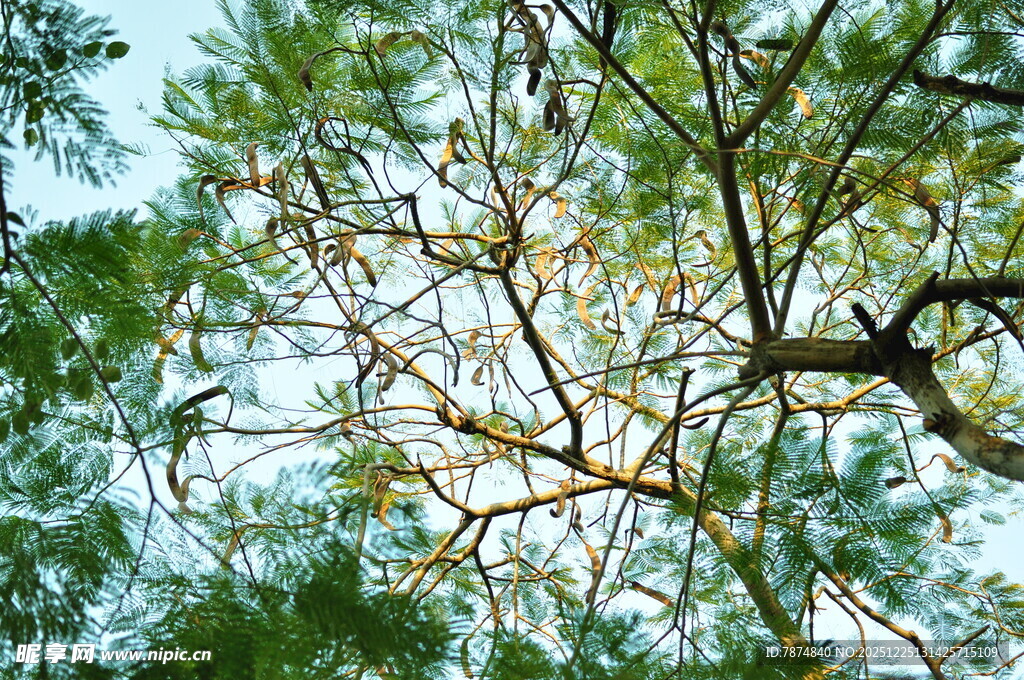 枝叶繁茂的树梢景象