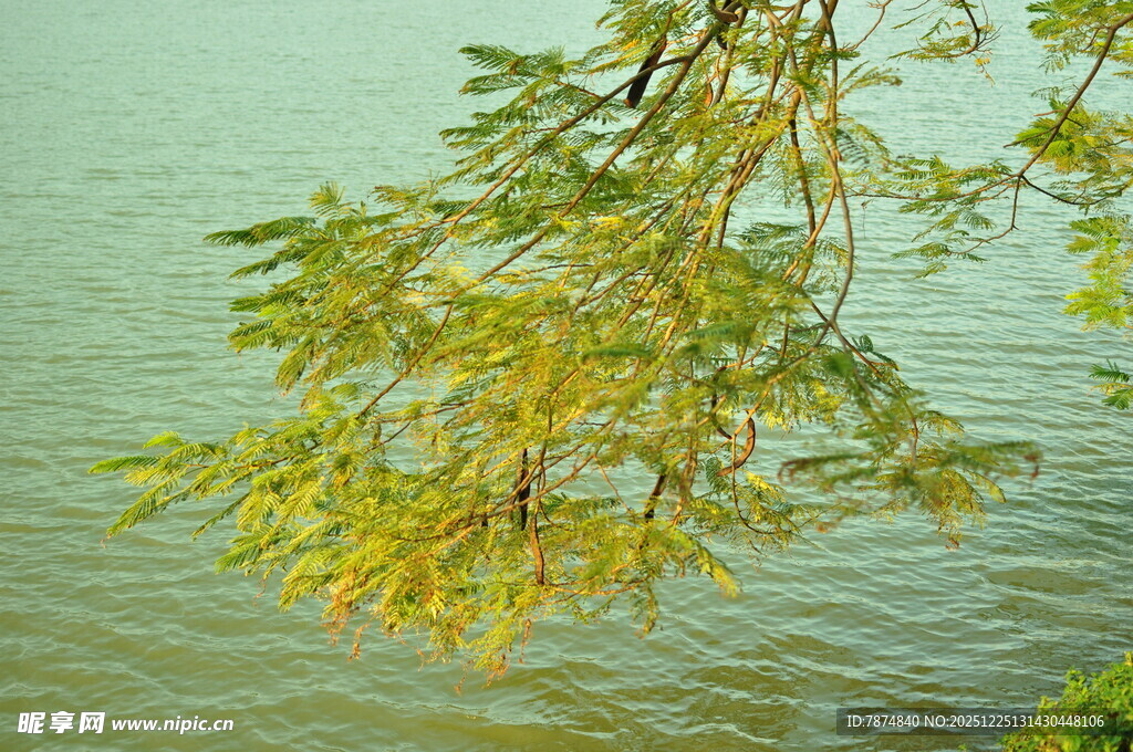 垂柳拂水的静谧景致