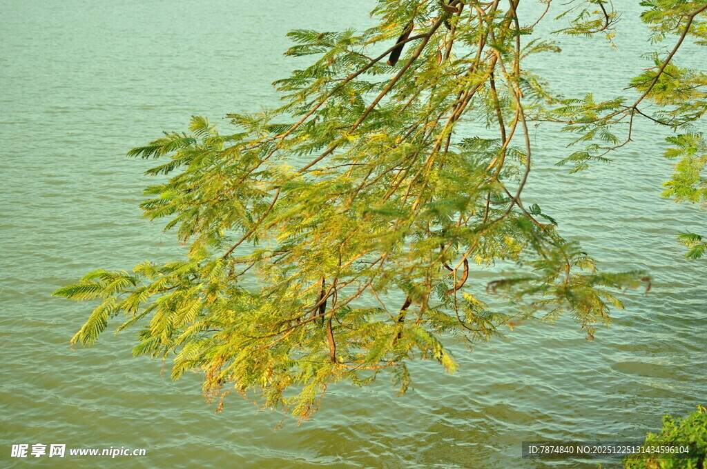 湖畔垂柳垂映碧波