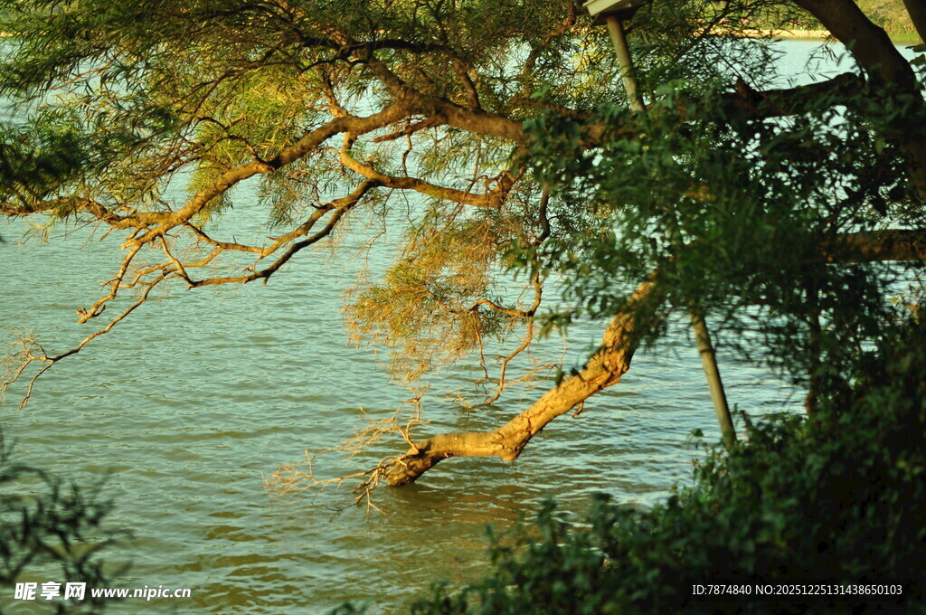 水中倾斜的树木景观