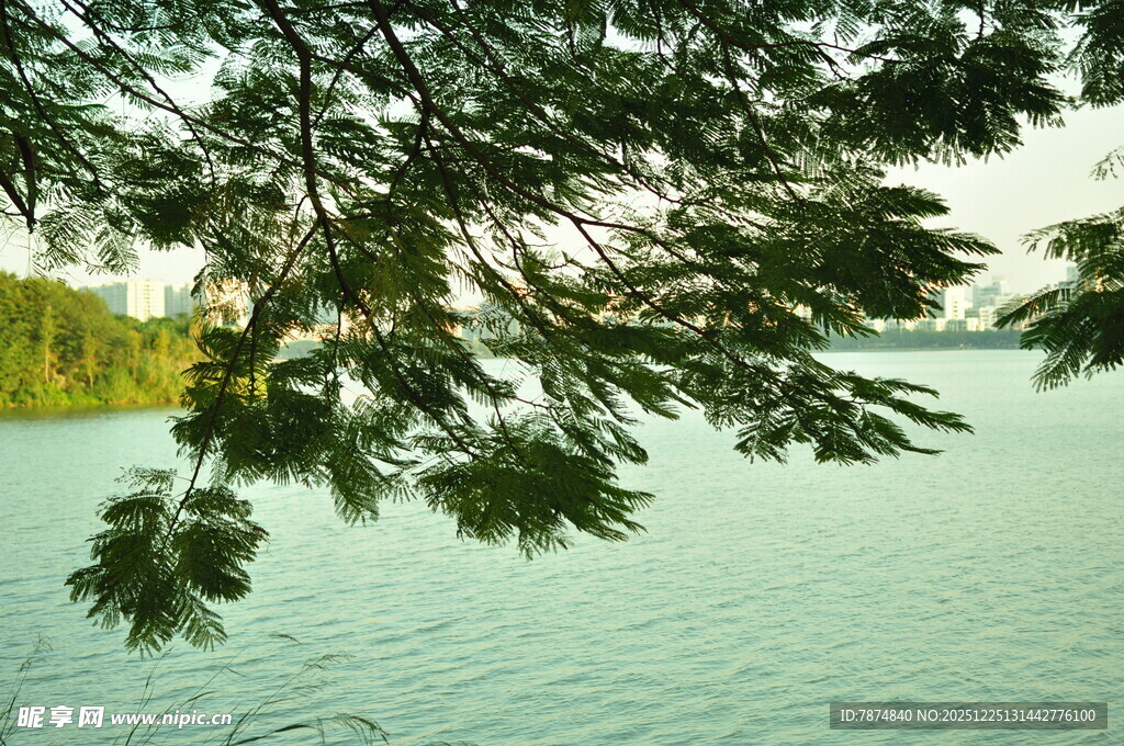 湖畔枝叶下的宁静水面