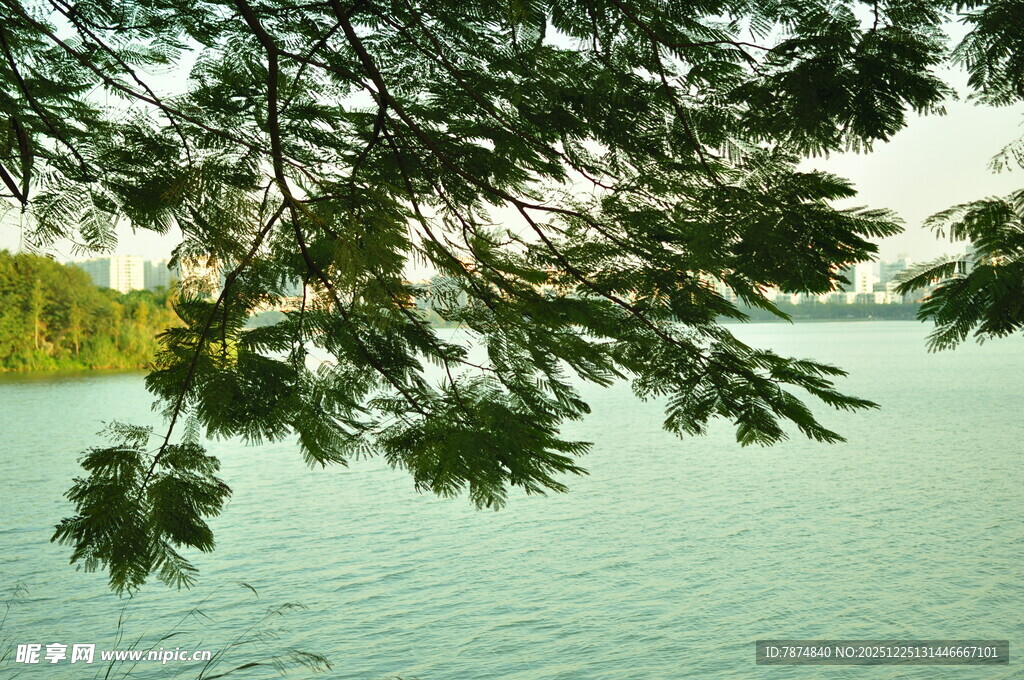 湖畔树枝低垂 湖水悠悠