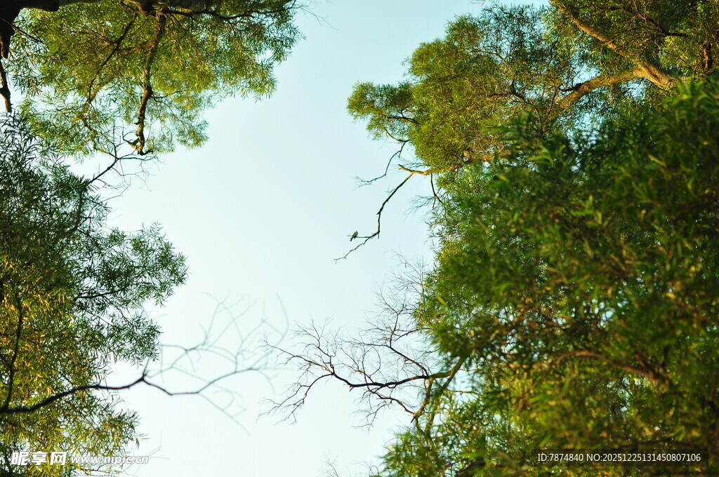 仰视茂密树林绿意盎然