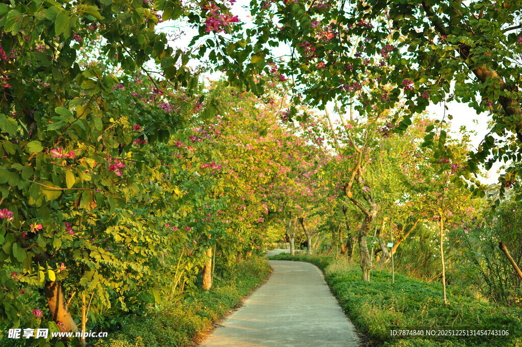 林间小径 繁花绿树相伴