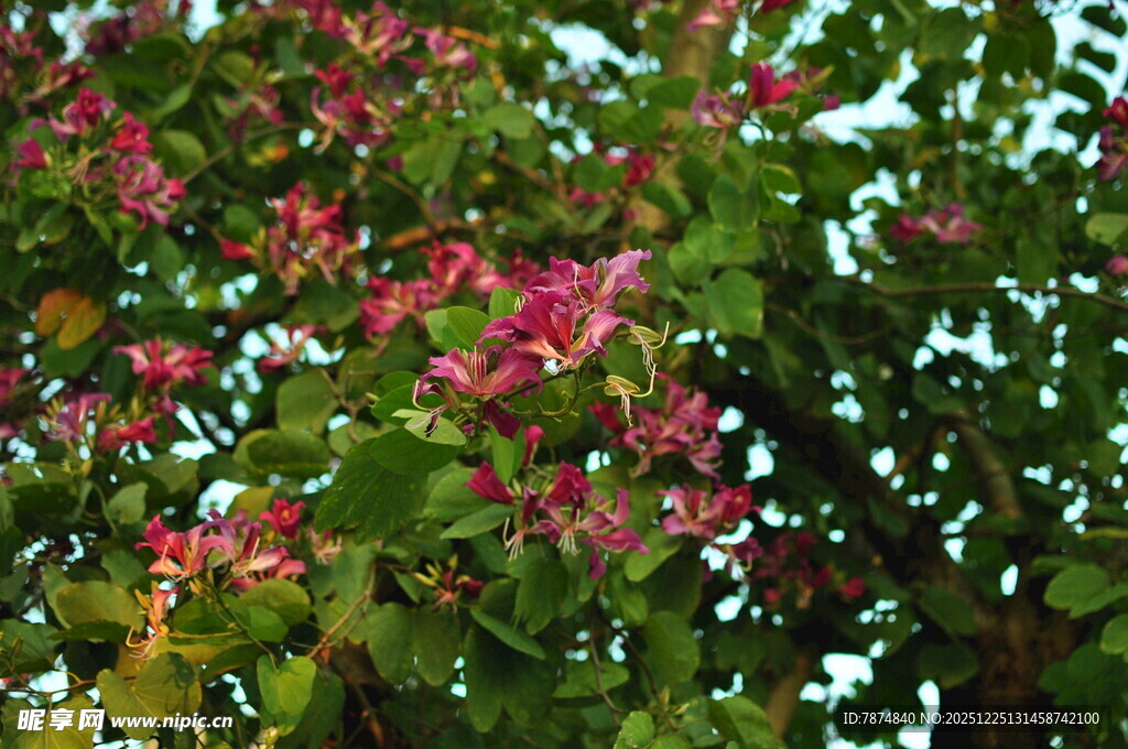 繁花绿叶的美丽景致