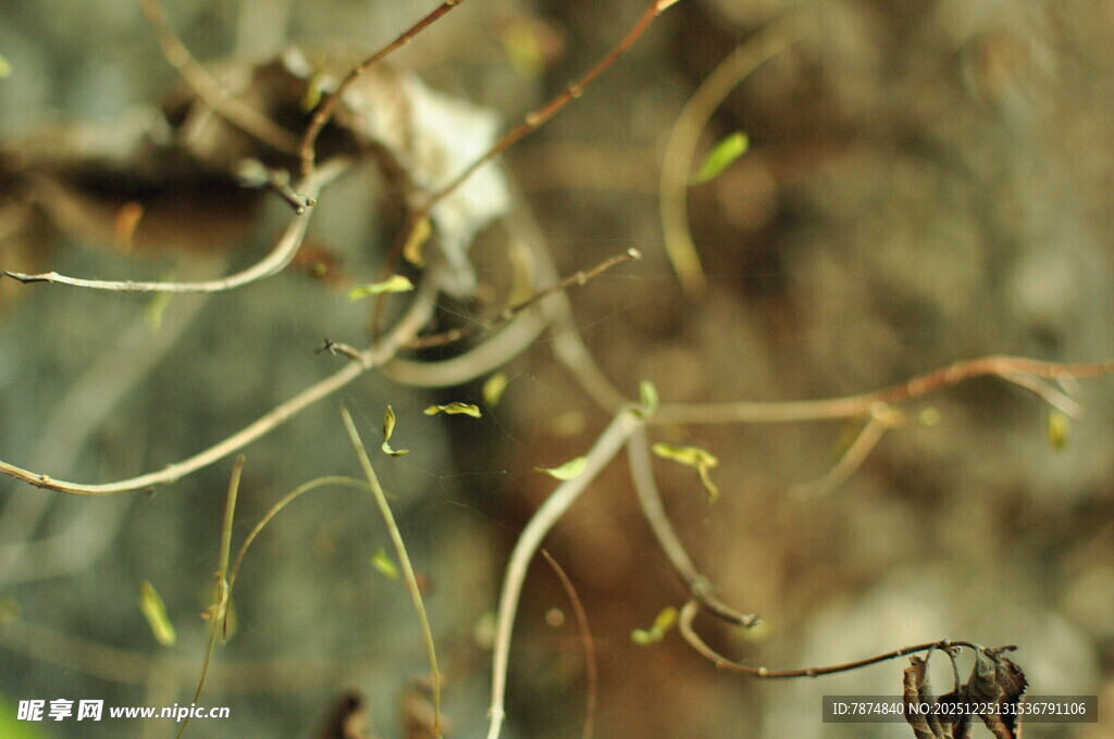 新生嫩枝 展现生命的力量