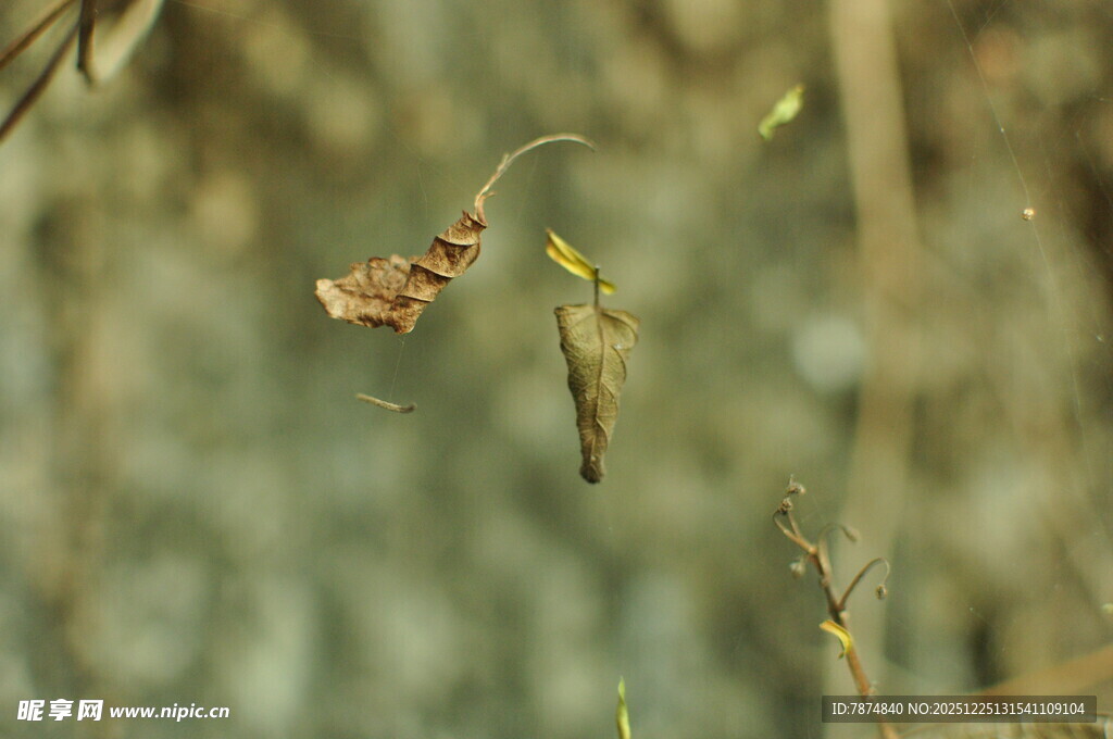 小鸟衔叶于林间飞舞