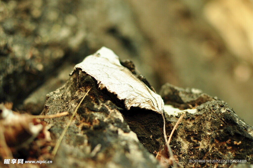 枯叶上的白色蛾子