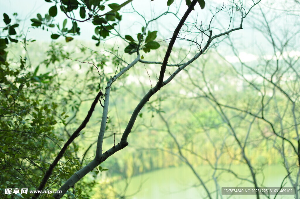 林间绿意 自然清新景致