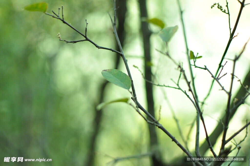 嫩绿枝叶展现自然生机