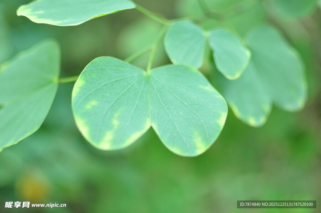 心形绿叶特写